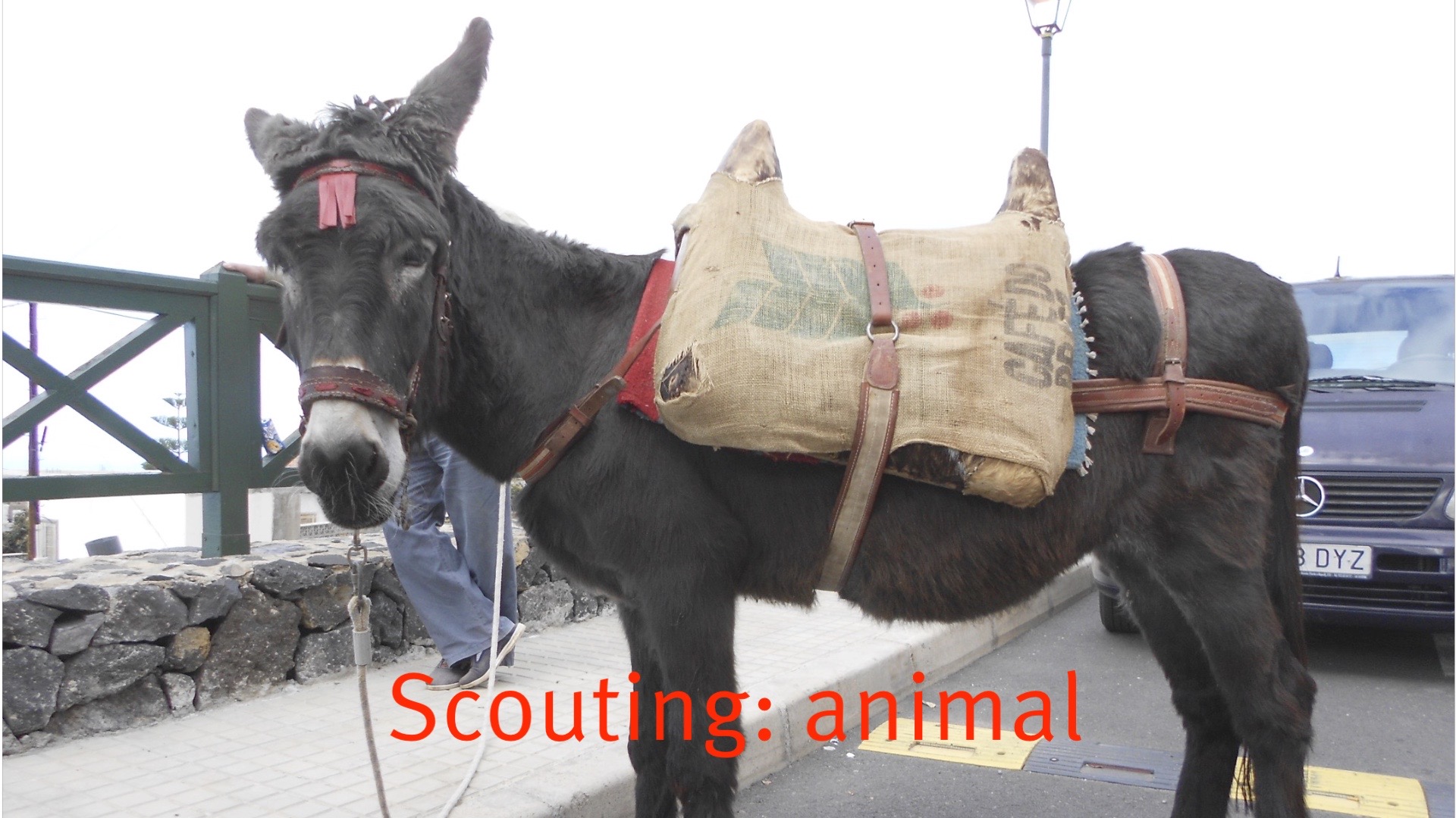 Scouting animal